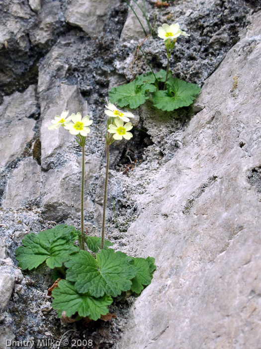 Primula eugeniae