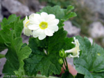 Primula eugeniae