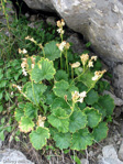 Primula eugeniae