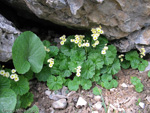 Primula eugeniae