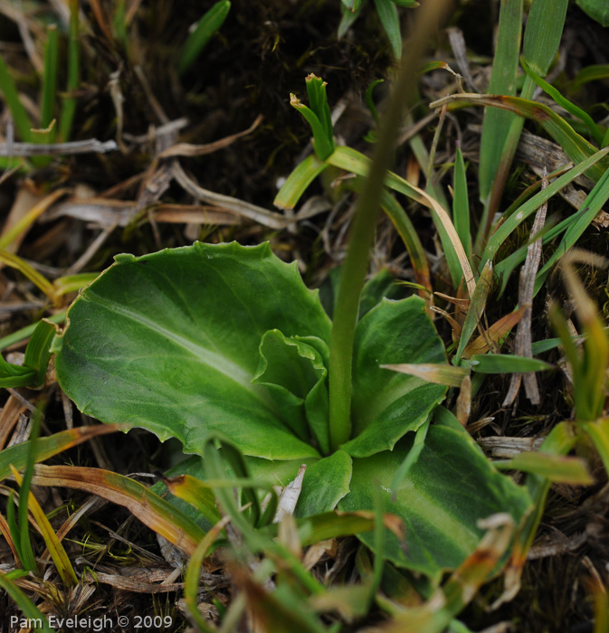 <i>Primula faberi </i>