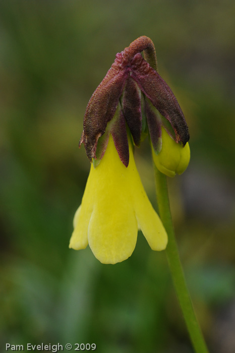 <i>Primula faberi </i>