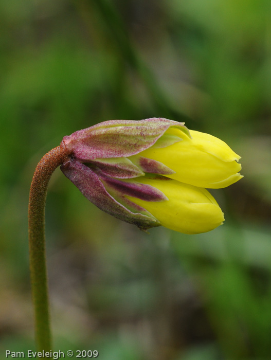 <i>Primula faberi </i>