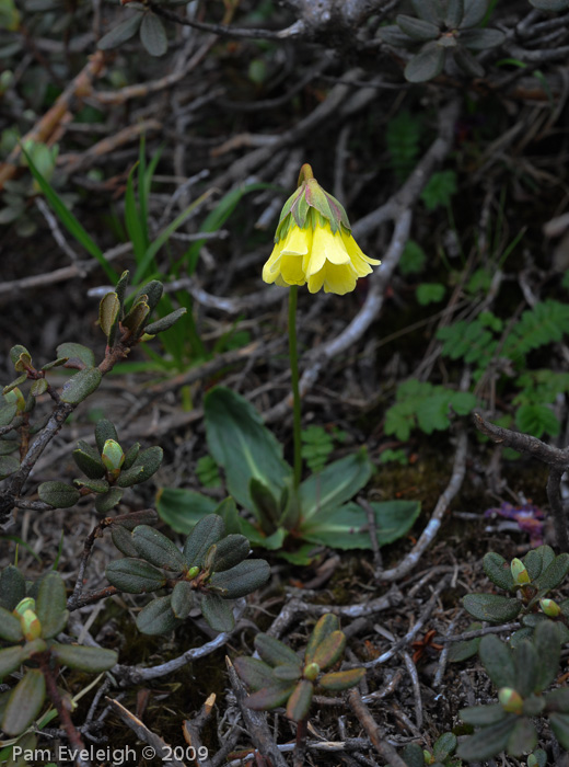 <i>Primula faberi </i>