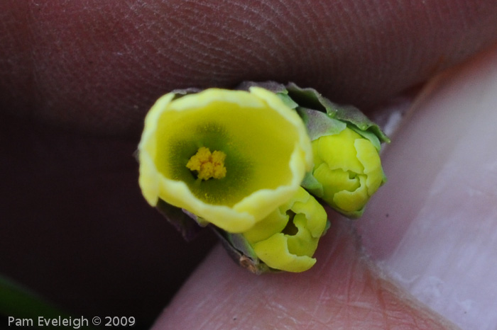 <i>Primula faberi </i>