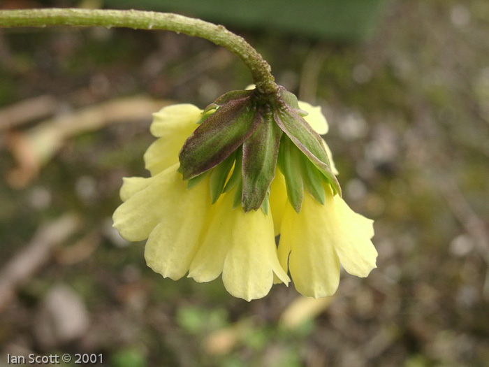 <i>Primula faberi </i>