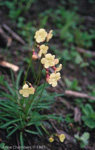 <i>Primula falcifolia </i>