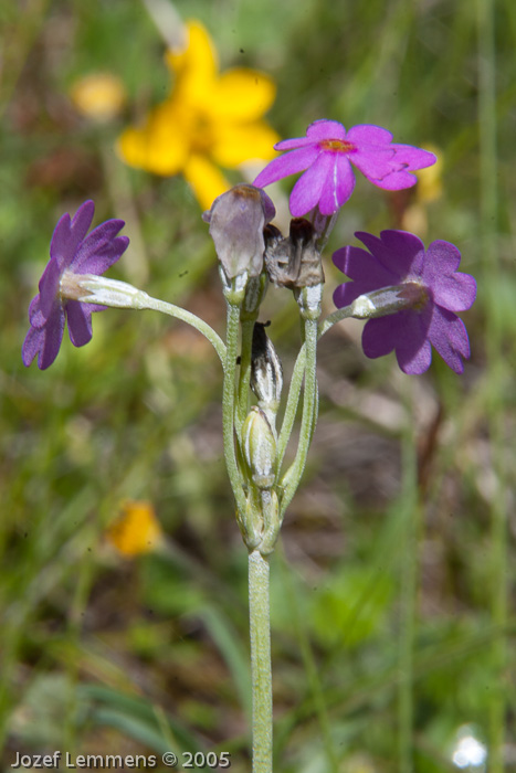 <i>Primula fangii </i>