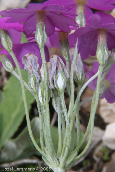 <i>Primula fangii </i>