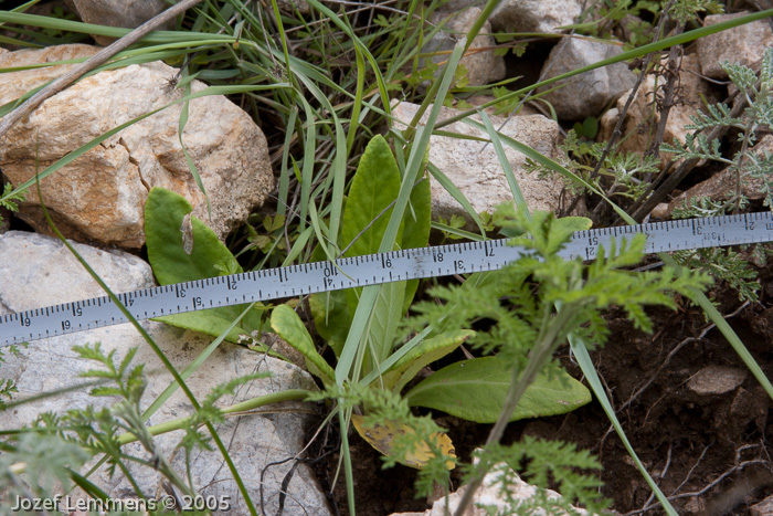 <i>Primula fangii </i>