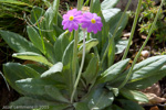 <i>Primula fangii </i>