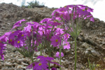 <i>Primula fangii </i>