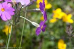 <i>Primula fangii </i>