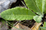 <i>Primula fangii </i>