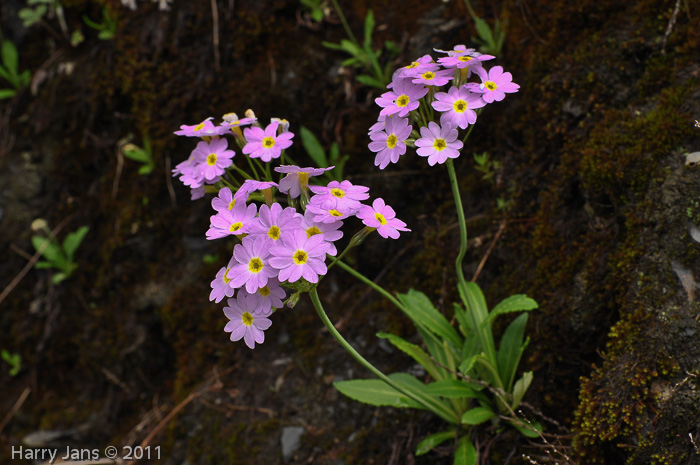 <i>Primula fernaldiana </i>