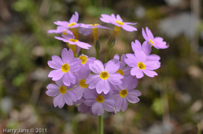 <i>Primula fernaldiana </i>