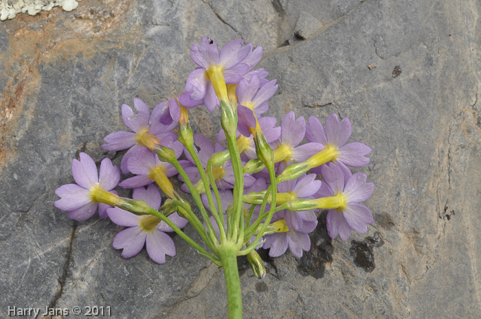 <i>Primula fernaldiana </i>