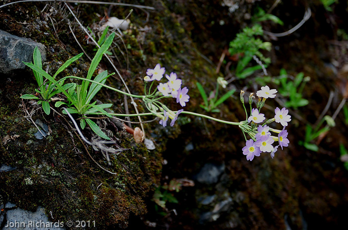 <i>Primula fernaldiana </i>