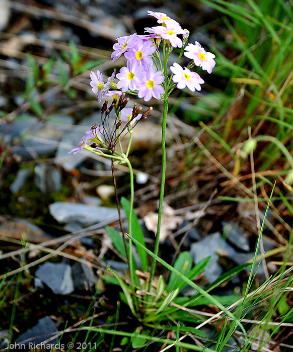 <i>Primula fernaldiana </i>