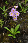 <i>Primula fernaldiana </i>