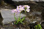 <i>Primula fernaldiana </i>