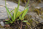 <i>Primula fernaldiana </i>