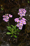 <i>Primula fernaldiana </i>