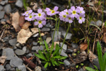 <i>Primula fernaldiana </i>