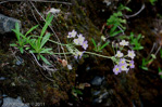 <i>Primula fernaldiana </i>