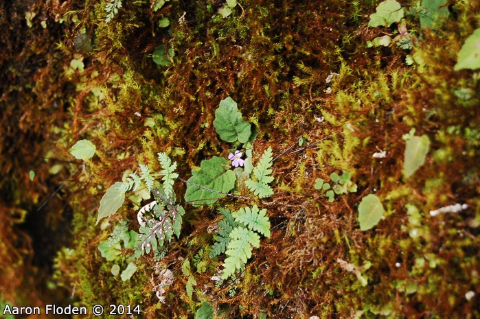 <i>Primula filipes </i>