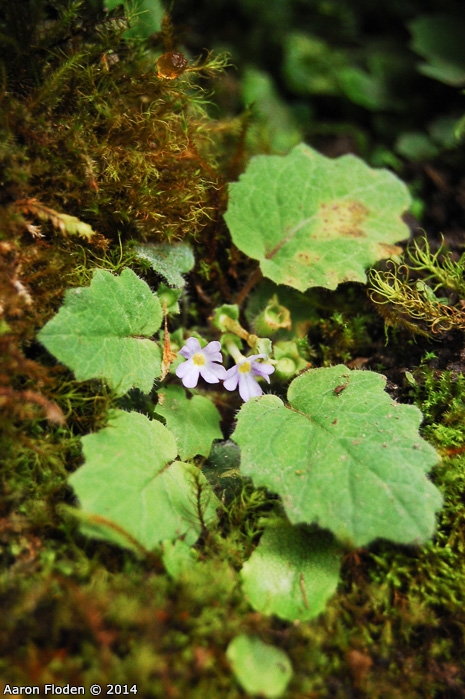 <i>Primula filipes </i>