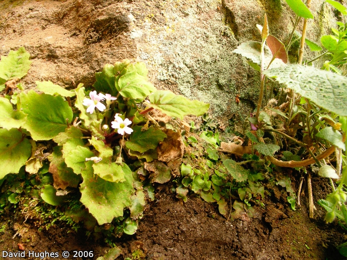 <i>Primula filipes </i>