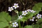 <i>Primula filipes </i>