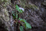 <i>Primula filipes </i>