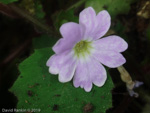 <i>Primula filipes </i>