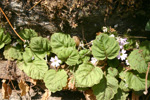 <i>Primula filipes </i>