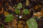 <i>Primula filipes </i>