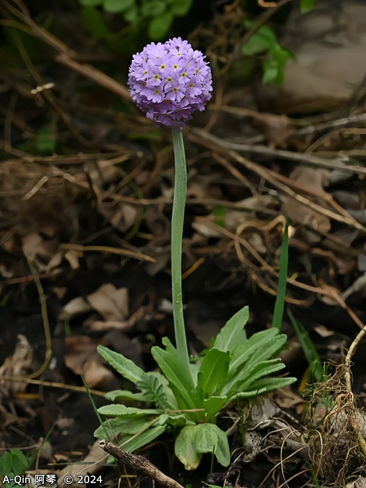 <i>Primula fistulosa </i>