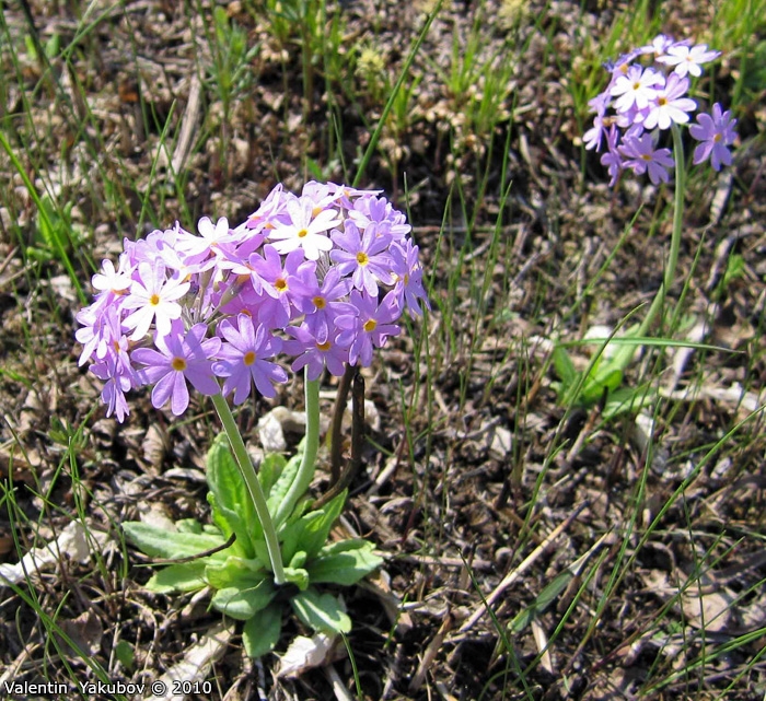 <i>Primula fistulosa </i>