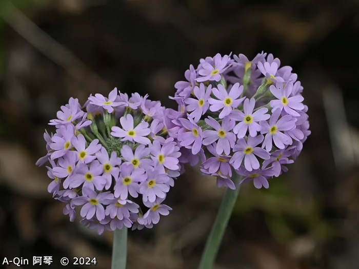 <i>Primula fistulosa </i>