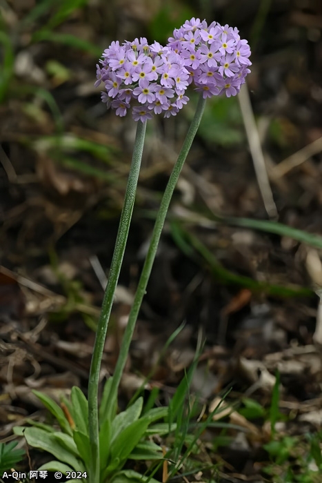 <i>Primula fistulosa </i>