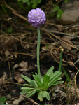 <i>Primula fistulosa </i>