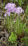 <i>Primula fistulosa </i>