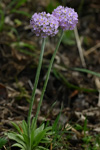 <i>Primula fistulosa </i>