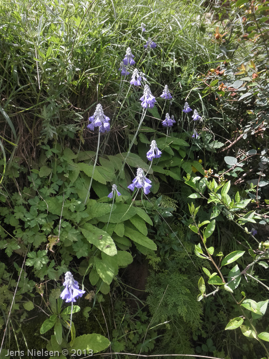 <i>Primula flaccida </i>