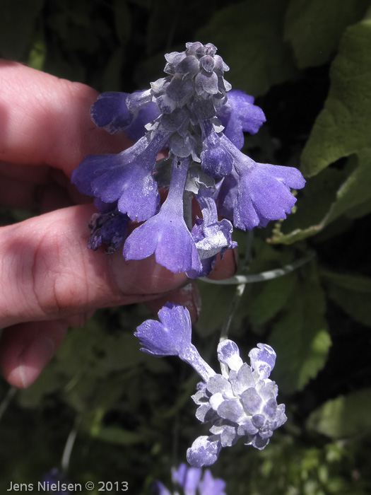 <i>Primula flaccida </i>