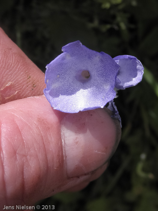 <i>Primula flaccida </i>