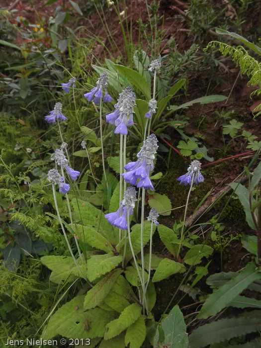 <i>Primula flaccida </i>