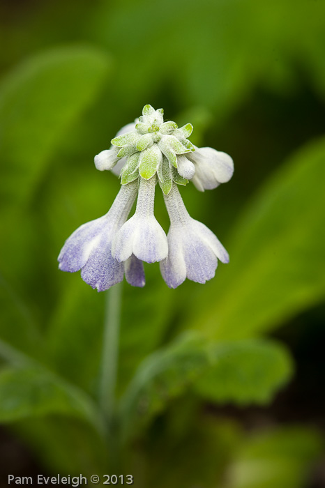 <i>Primula flaccida </i>