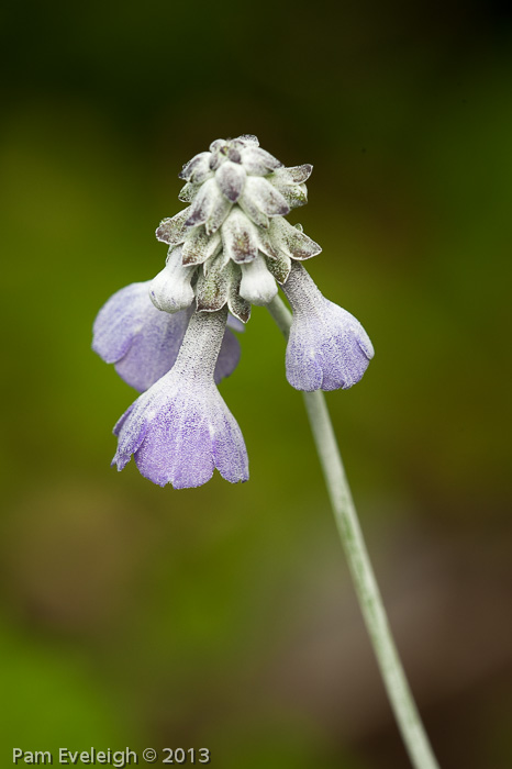 <i>Primula flaccida </i>